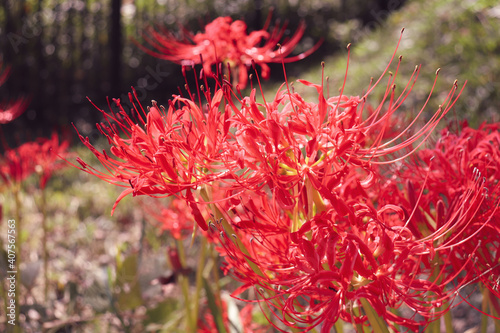 ヒガンバナ 赤い 鮮やか 美しい 彼岸花 花