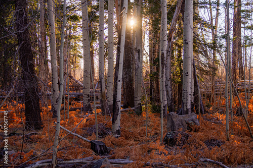 Looking through a late fall stand of aspen trees with the sun centered in the middle of the image  blocked by the trees.