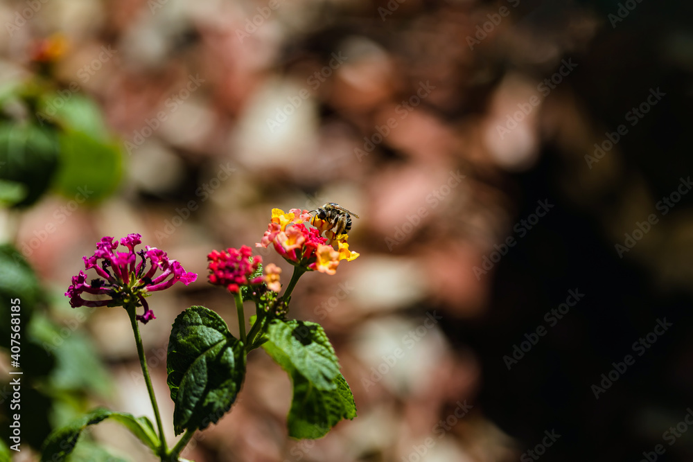 honeybee on flower