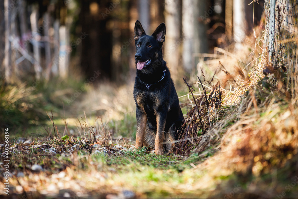Portrait von einem deutschen schäferhund in der Natur. Schwarzer hirte hund draußen im Wald und beim See. Portrait von einem deutschen schäferhund in der Natur. Schwarzer hirte hund draußen im Wald und beim See.