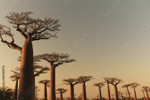 Fotografiet Series of baobab trees in Madagascar