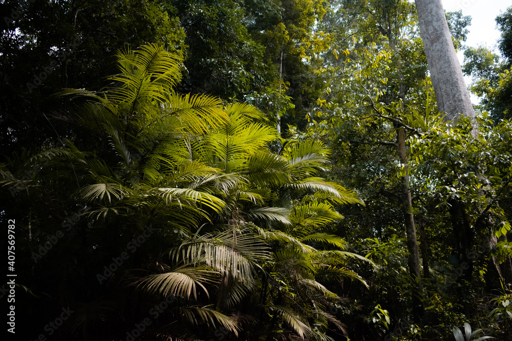 amazonian rainforest