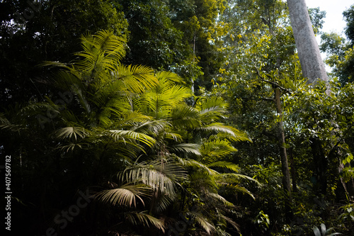 amazonian rainforest (ID: 407569782)