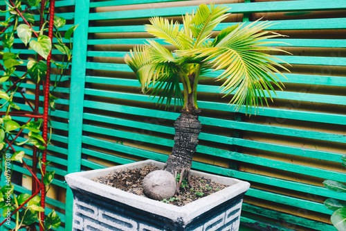 Bonsai coconut palm tree for home decoration