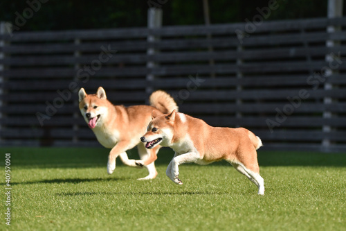 ドッグランで遊ぶ柴犬