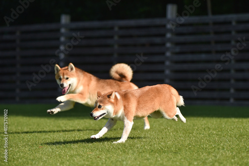 ドッグランで遊ぶ柴犬