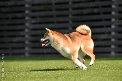 ドッグランで遊ぶ柴犬