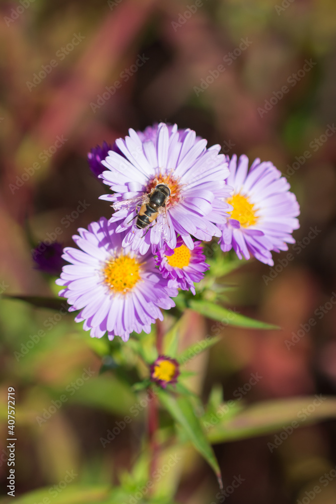 The common drone fly (lat. Eristalis tenax), of the family Syrphidae, and Symphyotrichum novi-belgii (syn. Aster novi-belgii), of the daisy family (Asteraceae). The common drone fly (lat. Eristalis tenax), of the family Syrphidae, and Symphyotrichum novi-belgii (syn. Aster novi-belgii), of the daisy family (Asteraceae).