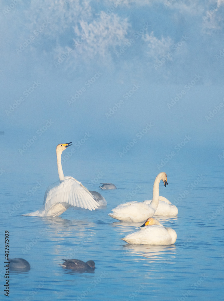 A gentle view of  white swans glowing in the morning frost in the winter light. Beautiful fog soars above the water. The love relationship between birds. Swans. Altai Republic. Siberia. Russia.