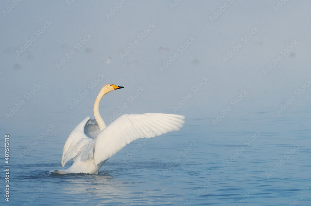 Fototapeta premium Whooper swan flaps its wings and stretches its neck