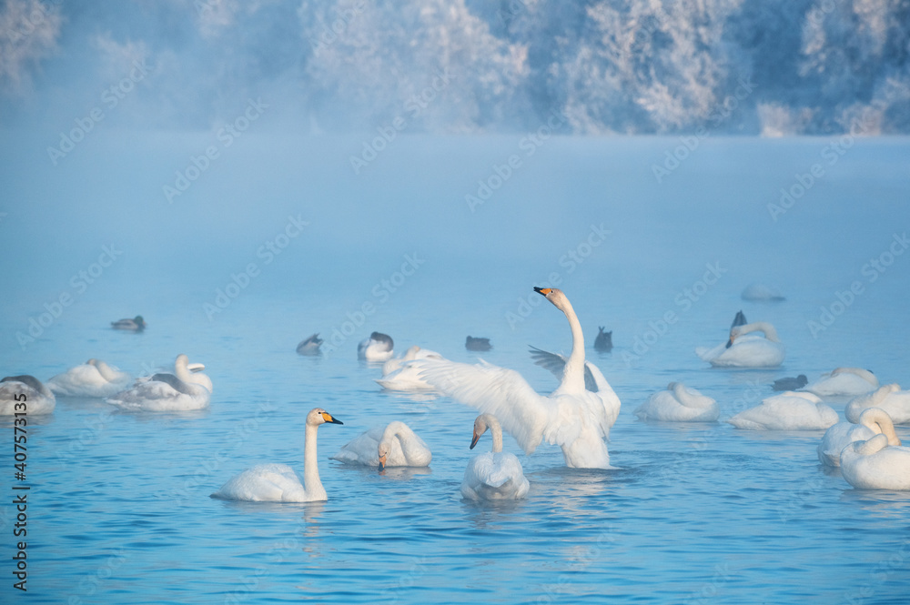 White swans in the lake. Morning misty scene. Swans in a heart shape. (Cygnus olor) is a species of swan and a member of the waterfowl family Anatidae. White swans in the lake. Morning misty scene. Swans in a heart shape. (Cygnus olor) is a species of swan and a member of the waterfowl family Anatidae.