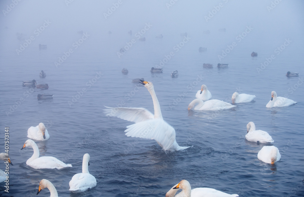 Fototapeta premium Whooper swan flaps its wings and stretches its neck