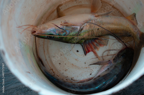 fish in a bucket (ID: 407573167)