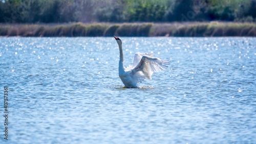Graceful white Swan swimming in the lake and flaps its wings on the water. Valentine s Day background