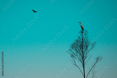 bird and heron (ID: 407573914)