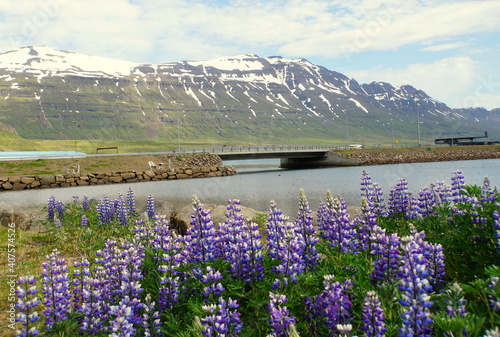 The view of the bridge connecting the town overlooking snowy mountain and purple lupine flowers near Seydisfjordur, Iceland during the summer
