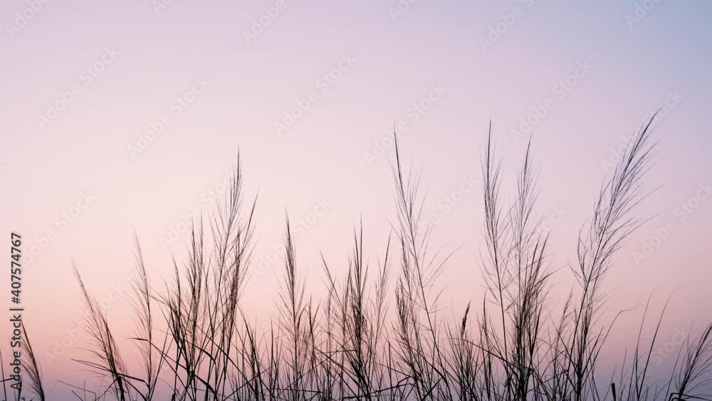Grass blowing in the wind at sunset. Slow motion. Grass blowing in the wind at sunset. Slow motion.