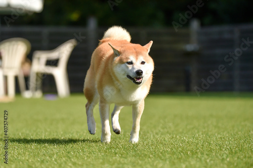 ドッグランで遊ぶ柴犬