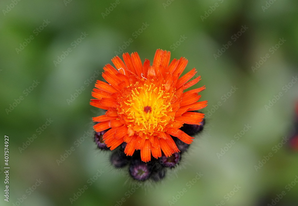 Beautiful orange hawkweed flower blooming near Iceland in the summer