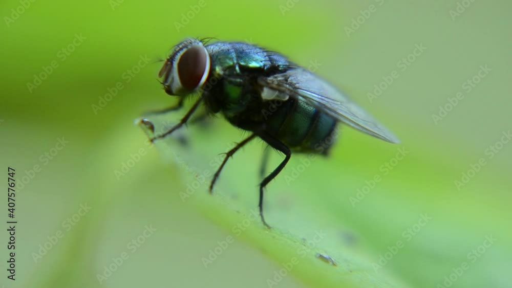 A green fly perching on green leaves