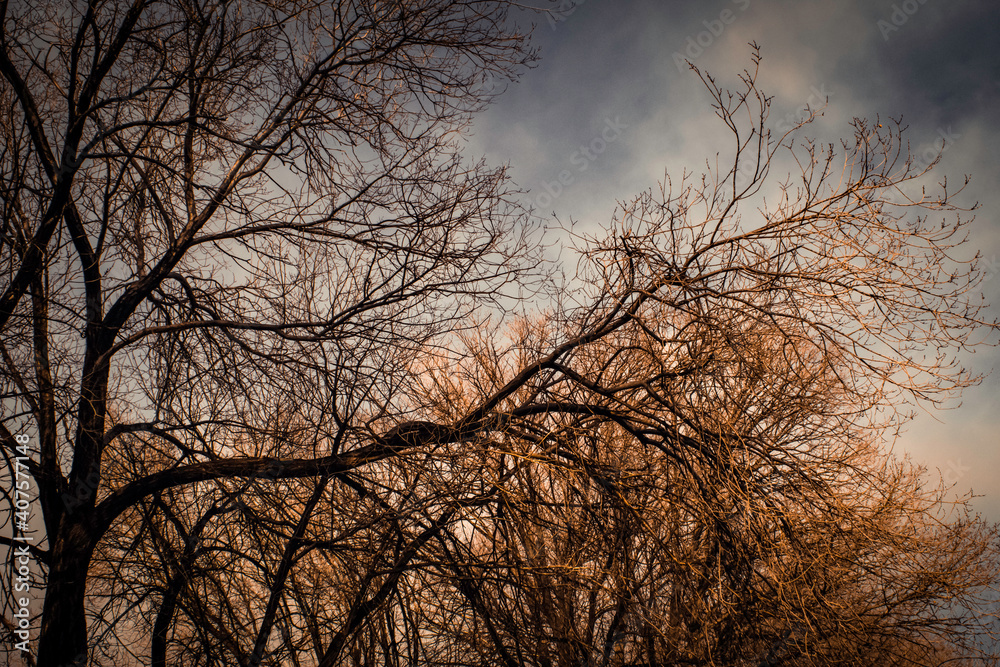 Long Branches Long Branches