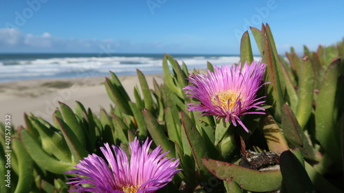 flower on beach 