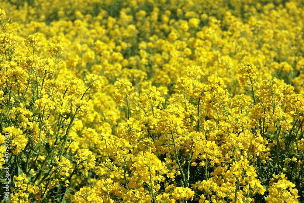 Rape field in full bloom in spring Rape field in full bloom in spring