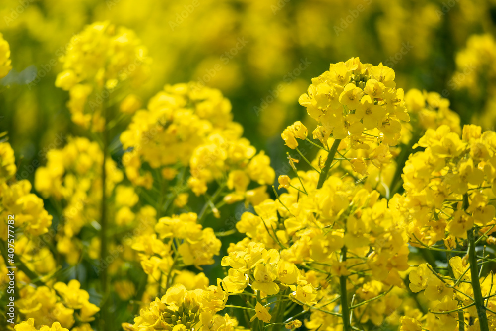 Rape field in full bloom in spring Rape field in full bloom in spring