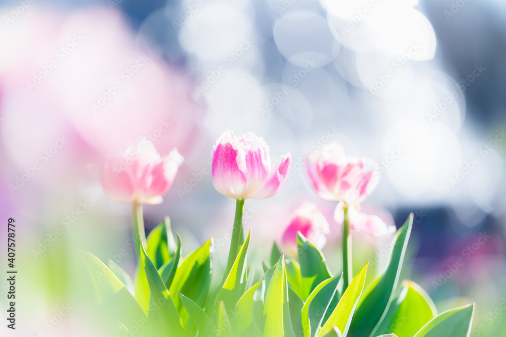 Fototapeta premium アイスチューリップ