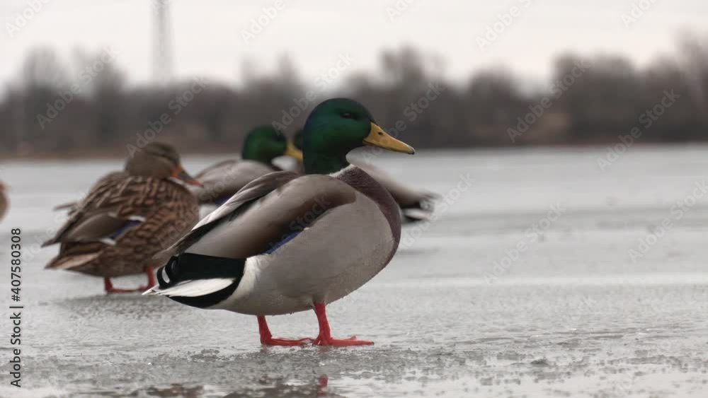 The mallard (Anas platyrhynchos) is a dabbling duck. Mallard duck stands on the edge of an ice. Winter. Ducks walk on ice in winter on a frozen lake.
