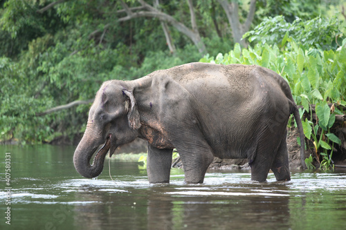 Elephant eating and drinking in the water