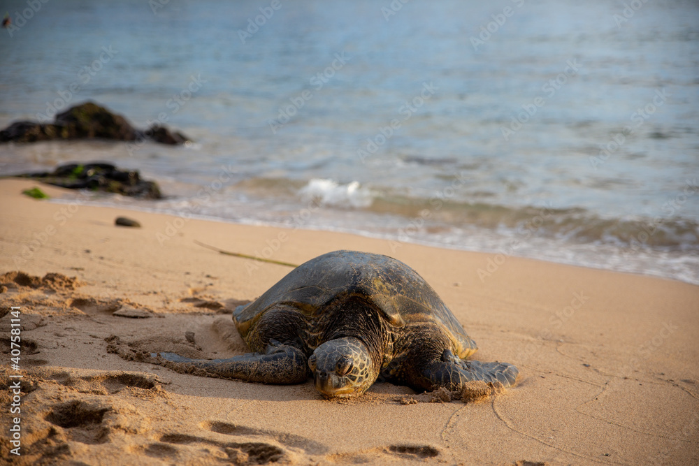 Great Sea Turtles Rest on Sand Beach in Maui