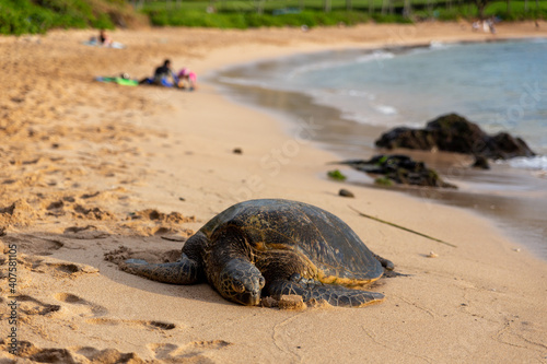 Great Sea Turtle in Maui