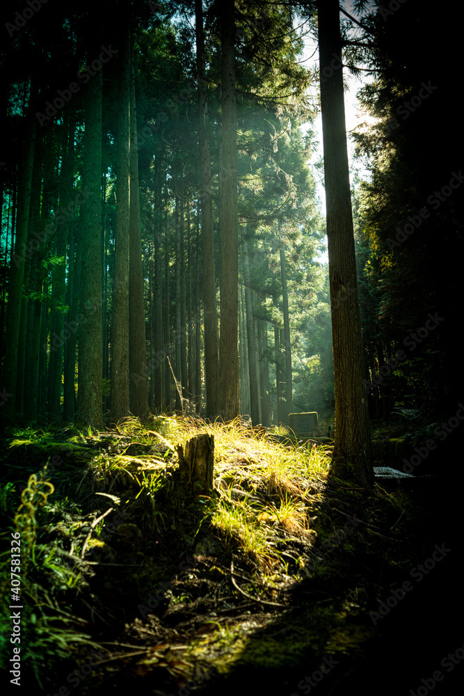 Fototapeta premium 木漏れ日