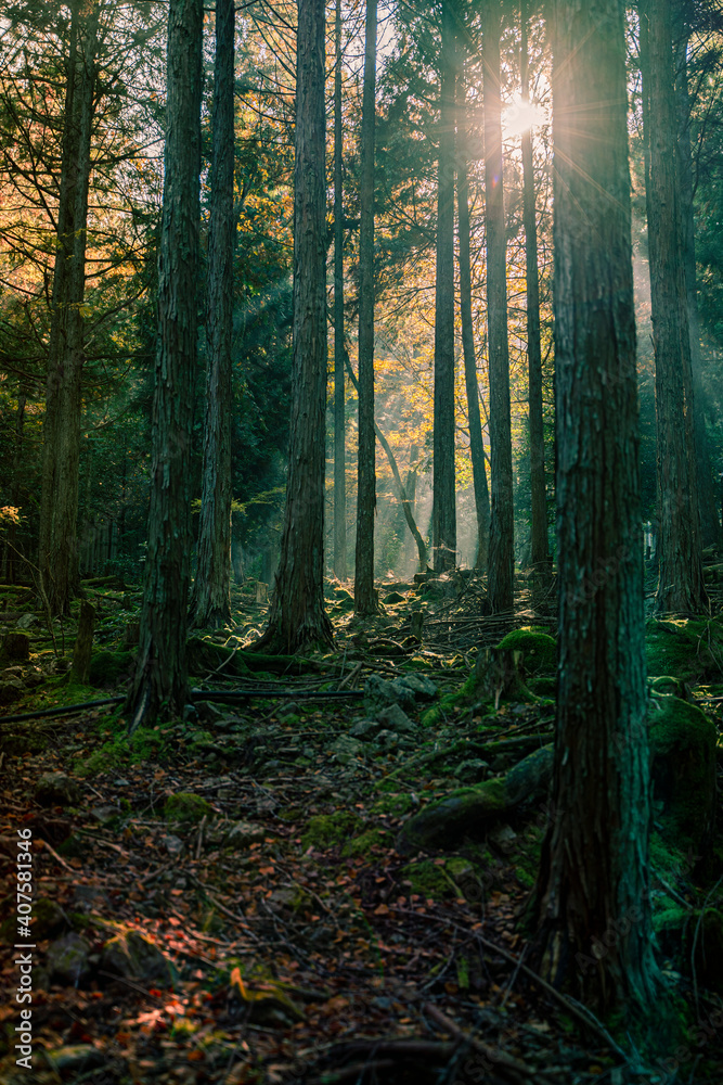 Obraz premium 木漏れ日