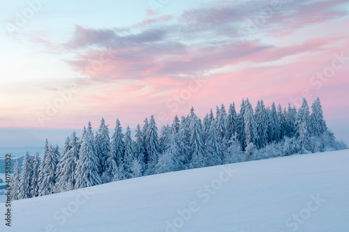  Snowy trees in winter landscape. Orlicke mountains in winter, beautiful cold day near ski resort, Eastern Bohemia, Czech Republic. Trees covered with snow. © Michal