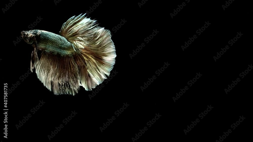 Siamese fighting fish (Betta splendens) Siamese fighting fish (Betta splendens)