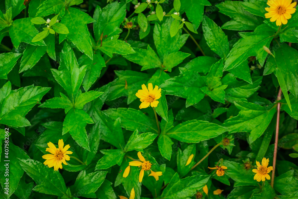 small yellow flower surrounded by its green leafs small yellow flower surrounded by its green leafs