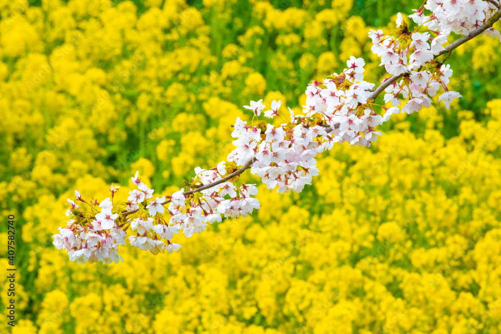 Spring background of rape field and cherry blossom branches Spring background of rape field and cherry blossom branches