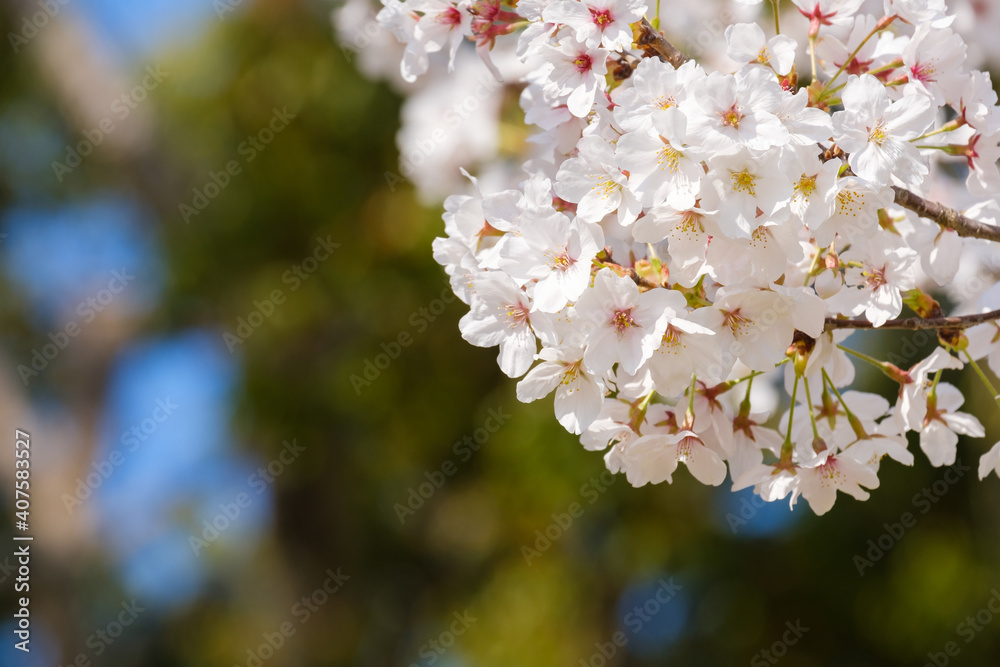 Obraz premium 青空とソメイヨシノ 奈良公園