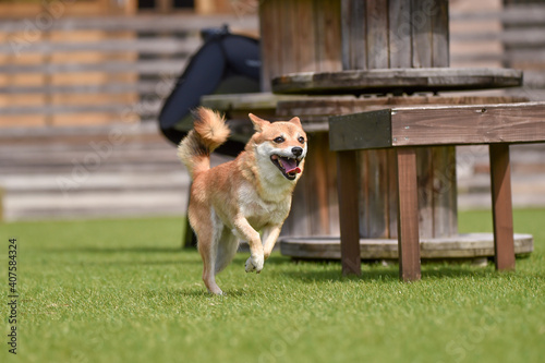 ドッグランで遊ぶ柴犬