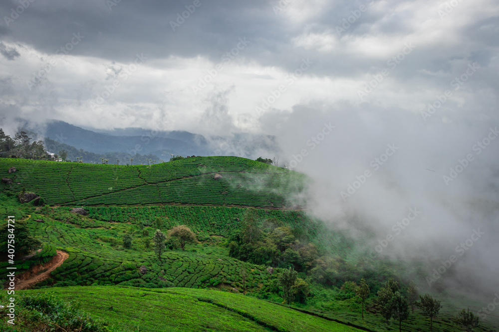 Tea gardens with misty mountains of western ghat