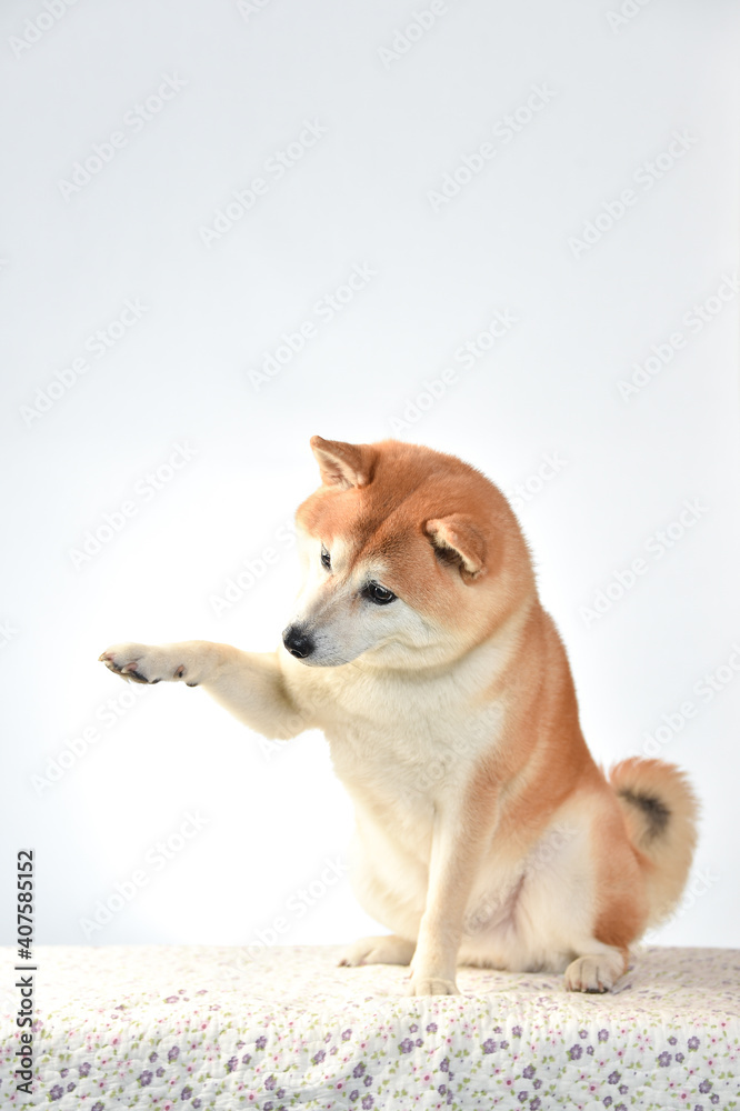 シンプル背景での柴犬のポートレート シンプル背景での柴犬のポートレート