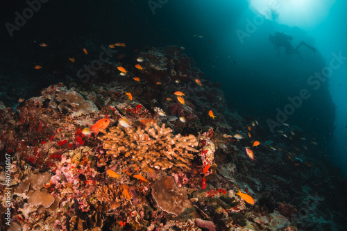Fototapeta Naklejka Na Ścianę i Meble -  Colourful underwater reef scene, small fish surrounding coral reef in blue water
