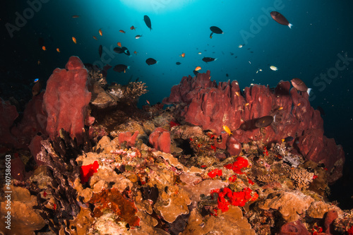 Fototapeta Naklejka Na Ścianę i Meble -  Scuba divers swimming among colorful reef ecosystems underwater, surrounded by schools of small tropical fish 