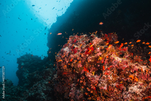 Colorful underwater coral reef scene, coral reef surrounded by small tropical fish in clear blue ocean