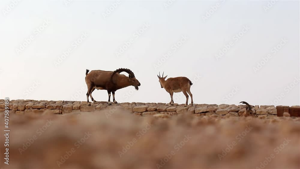 Ibex Male and Female Courting in the Desert, Israel
Steady shot, Judean Desert, Israel
Ibex Male and Female Courting in the Desert, Israel
Steady shot, Judean Desert, Israel