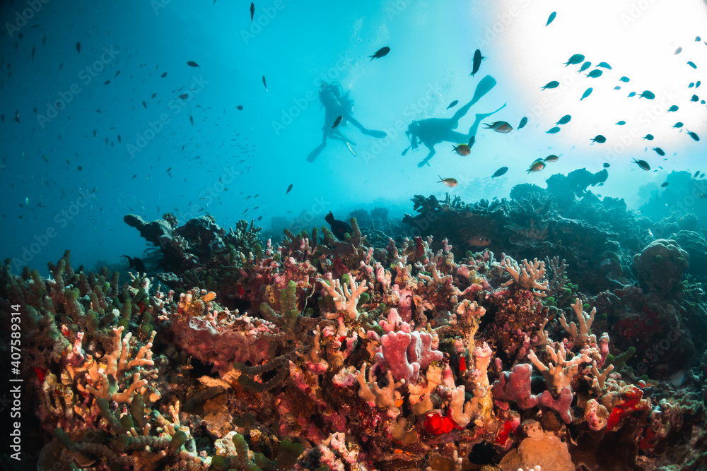 Fototapeta premium Scuba divers swimming among colorful reef ecosystems underwater, surrounded by schools of small tropical fish
