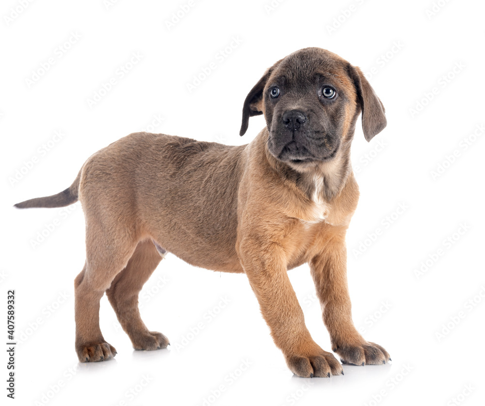 Obraz premium puppy cane corso