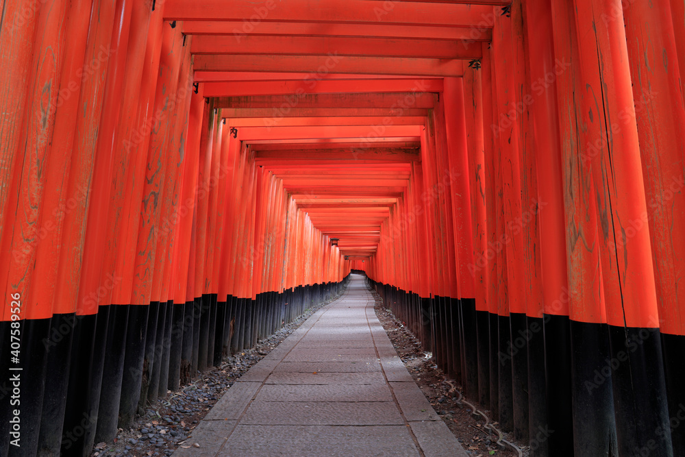 Fototapeta premium 日本の有名な神社にある鳥居のトンネル